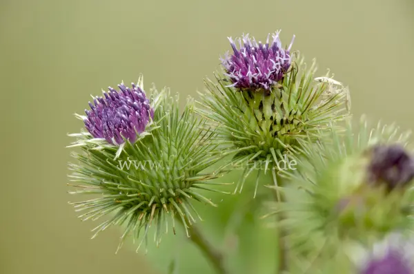 Fokus-Natur Bild