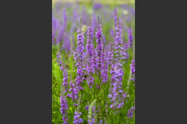 Fokus-Natur Bild