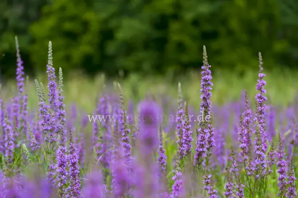 Fokus-Natur Bild