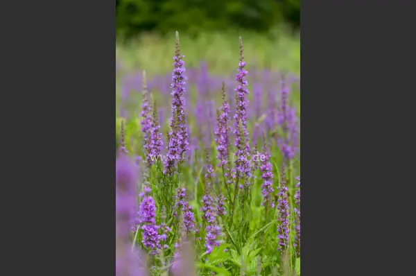 Fokus-Natur Bild