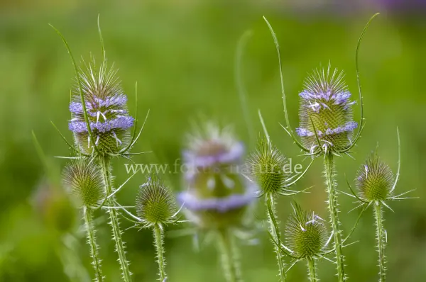 Fokus-Natur Bild