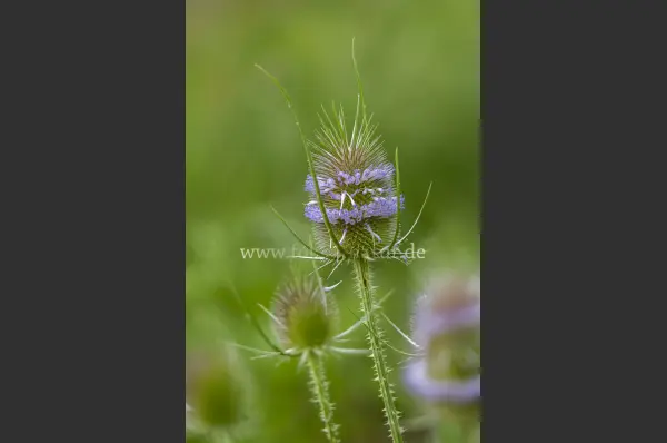Fokus-Natur Bild
