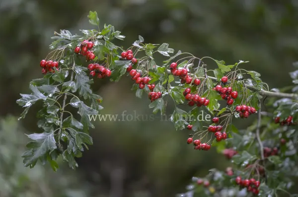 Fokus-Natur Bild