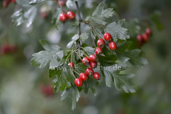Fokus-Natur Bild