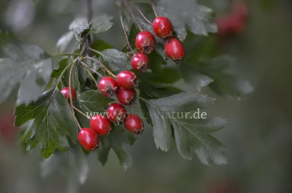 Fokus-Natur Bild