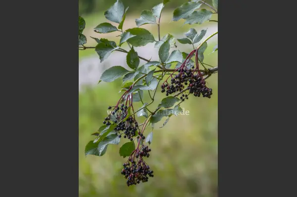 Fokus-Natur Bild