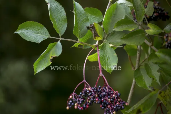 Fokus-Natur Bild