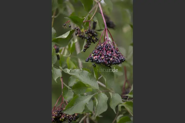Fokus-Natur Bild