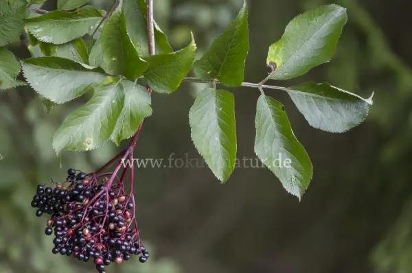Fokus-Natur Bild
