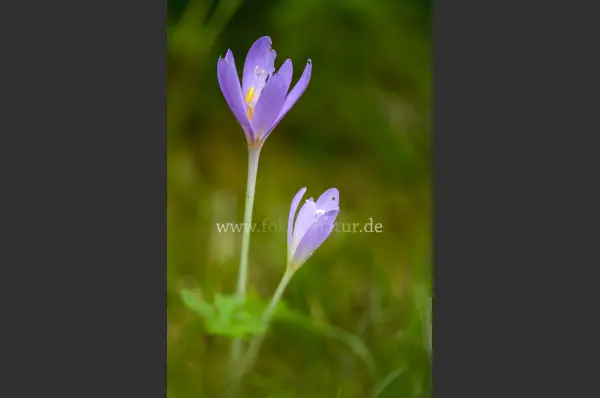Fokus-Natur Bild