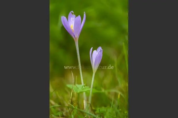 Fokus-Natur Bild
