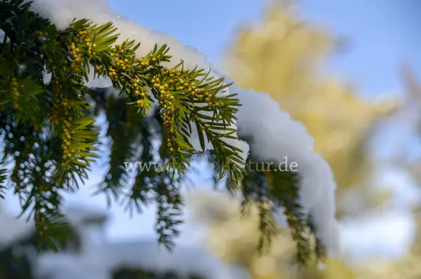 Fokus-Natur Bild