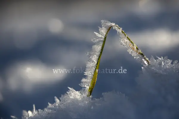 Fokus-Natur Bild