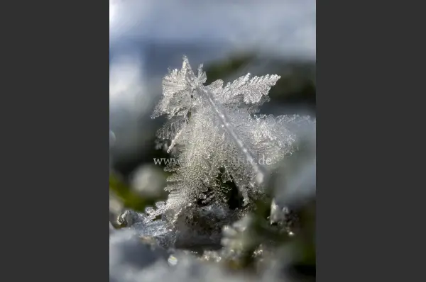 Fokus-Natur Bild