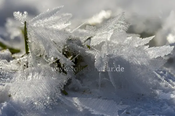 Fokus-Natur Bild