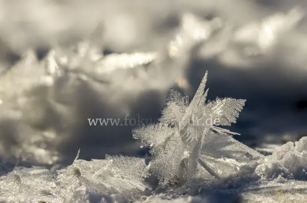 Fokus-Natur Bild