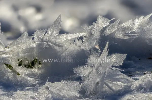 Fokus-Natur Bild