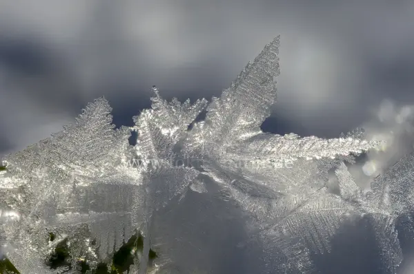Fokus-Natur Bild