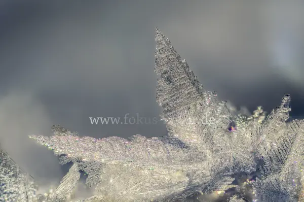 Fokus-Natur Bild