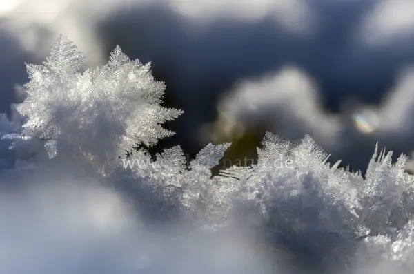 Fokus-Natur Bild