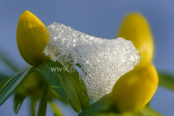 Fokus-Natur Bild