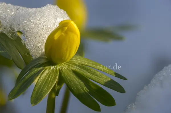 Fokus-Natur Bild