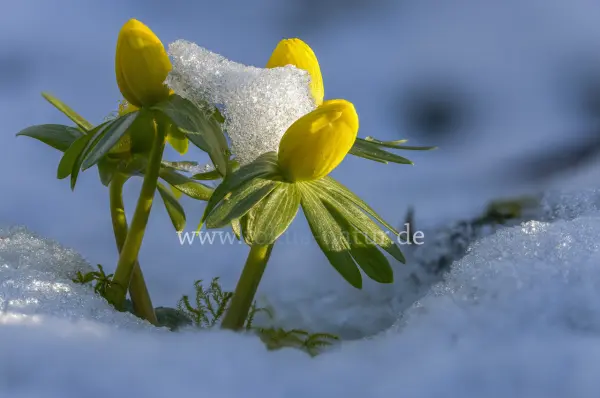 Fokus-Natur Bild