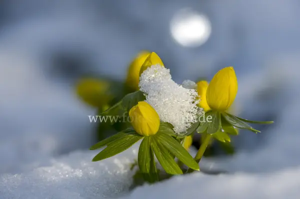 Fokus-Natur Bild