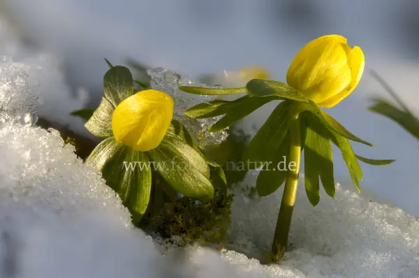 Fokus-Natur Bild