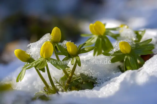 Fokus-Natur Bild