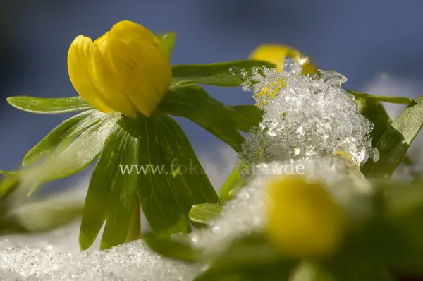 Fokus-Natur Bild