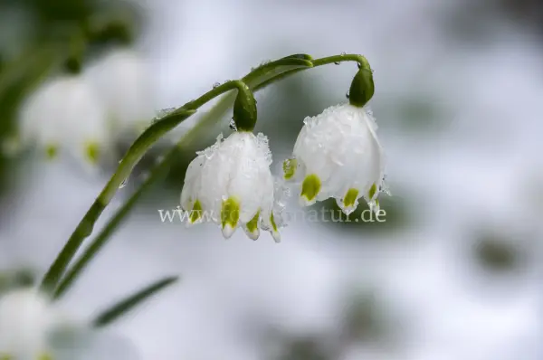 Fokus-Natur Bild