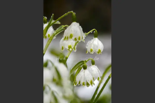 Fokus-Natur Bild