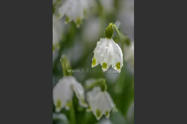Fokus-Natur Bild