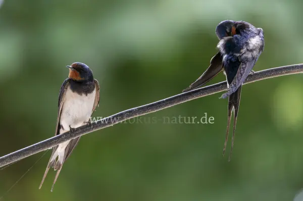 Fokus-Natur Bild