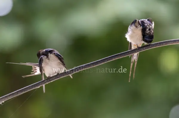 Fokus-Natur Bild