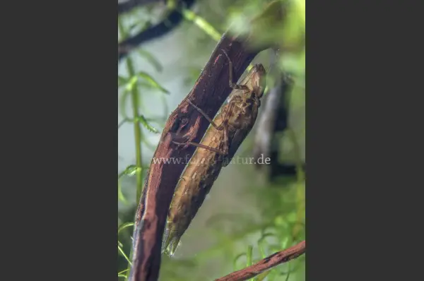 Fokus-Natur Bild