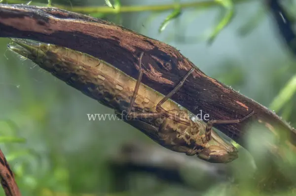 Fokus-Natur Bild