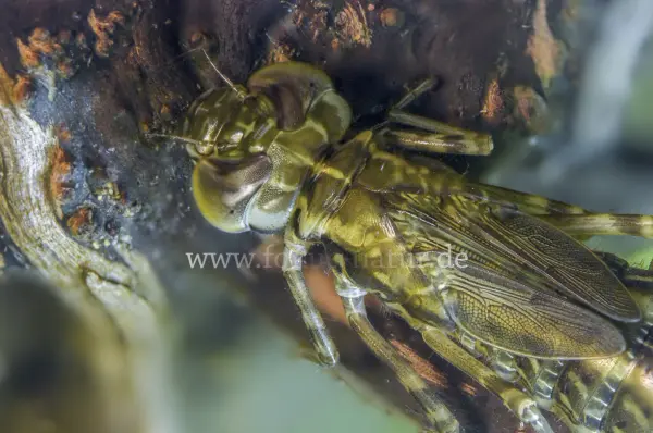 Fokus-Natur Bild