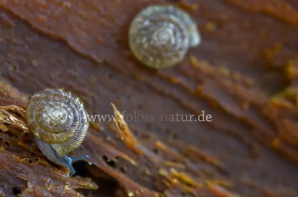 Fokus-Natur Bild