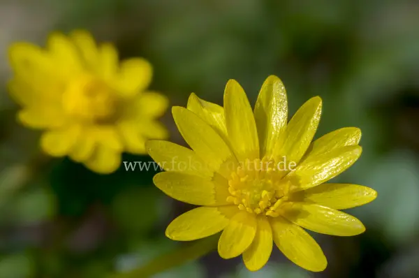 Fokus-Natur Bild
