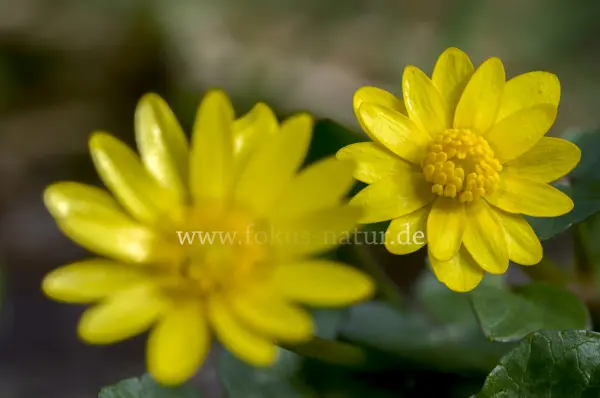 Fokus-Natur Bild