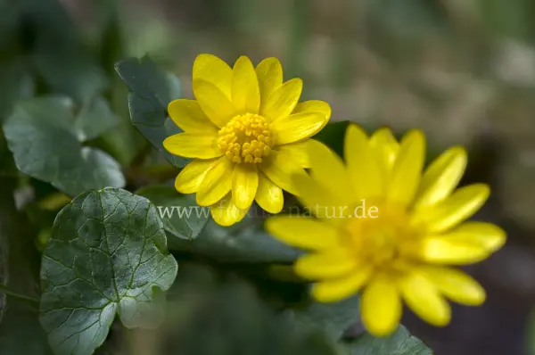Fokus-Natur Bild