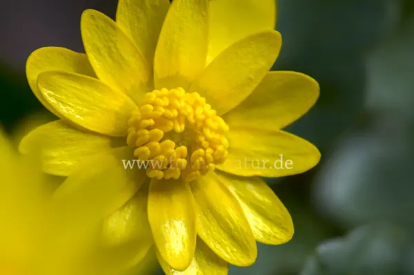 Fokus-Natur Bild