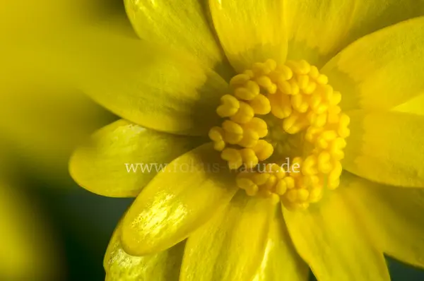 Fokus-Natur Bild