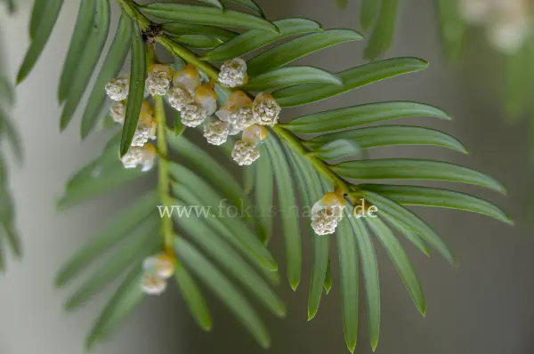 Fokus-Natur Bild