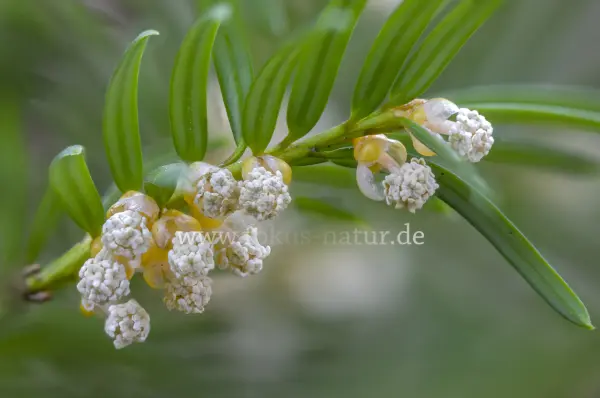 Fokus-Natur Bild