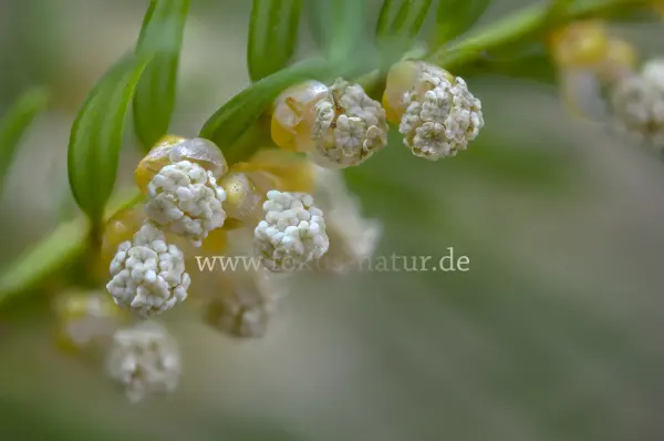 Fokus-Natur Bild