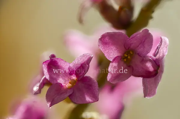 Fokus-Natur Bild