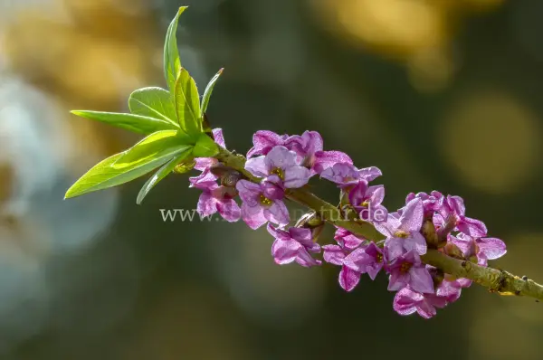 Fokus-Natur Bild